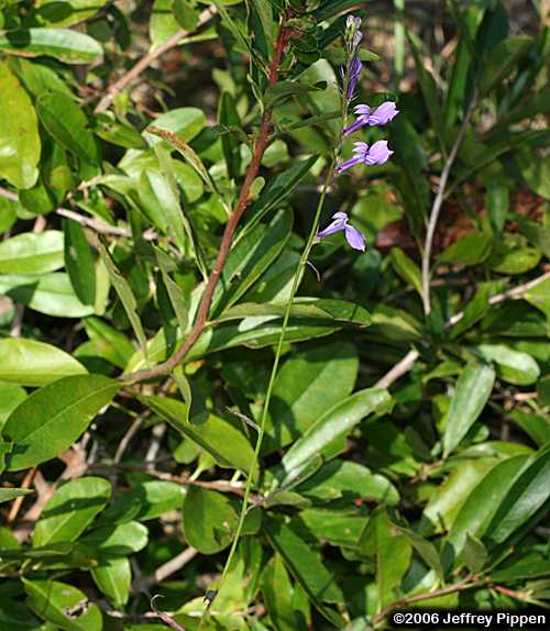 Longleaf Lobelia (Lobelia elongata)