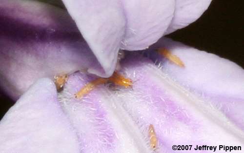 Glade Lobelia (Lobelia glandulosa)