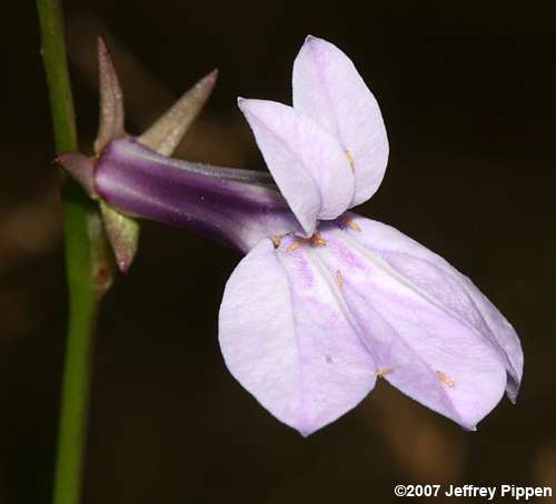 Glade Lobelia (Lobelia glandulosa)