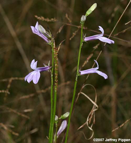 Glade Lobelia (Lobelia glandulosa)