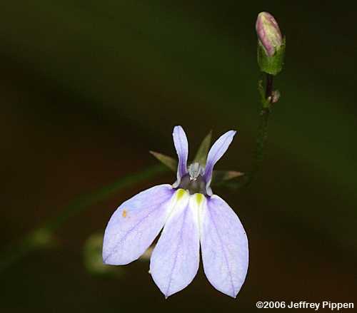 Nuttall's Lobelia (Lobelia nuttallii)
