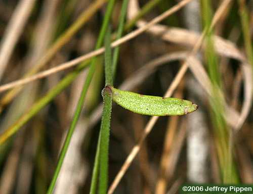 Nuttall's Lobelia (Lobelia nuttallii)
