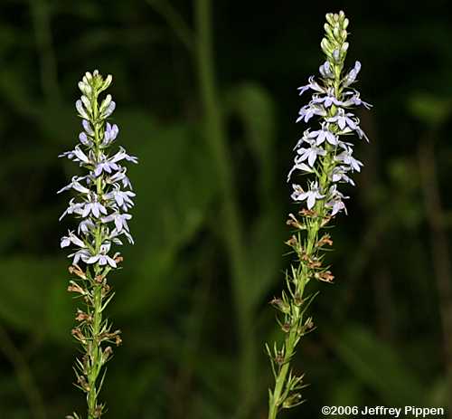 Palespike Lobelia (Lobelia spicata)