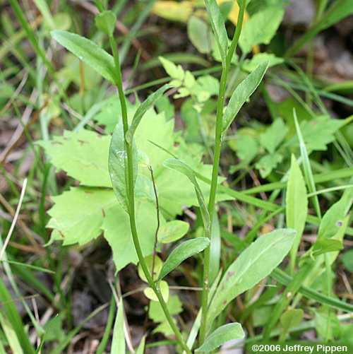 Palespike Lobelia (Lobelia spicata)