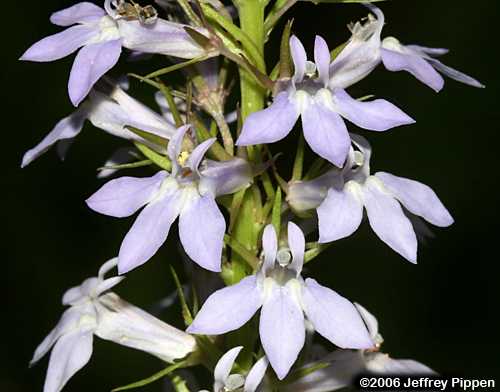 Palespike Lobelia (Lobelia spicata)