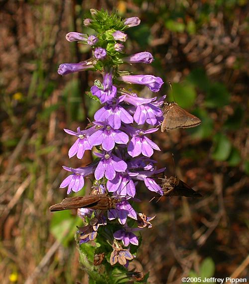 Lobelia sp.
