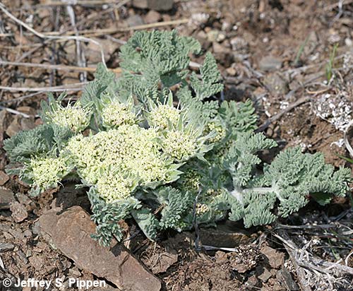 Bigseed Biscuitroot (Lomatium macrocarpum)