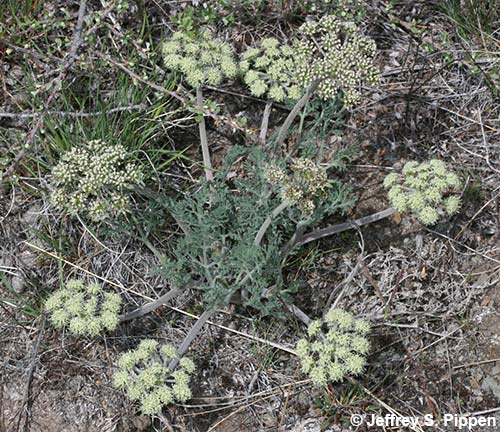 Bigseed Biscuitroot (Lomatium macrocarpum)