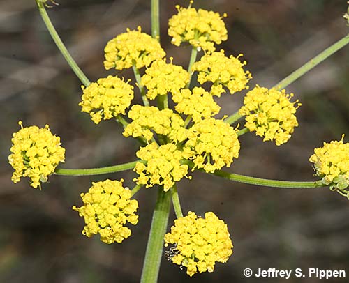 Nineleaf Biscuitroot (Lomatium triternatum)