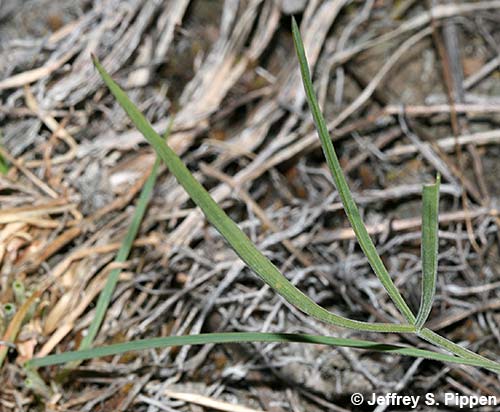 Nineleaf Biscuitroot (Lomatium triternatum)