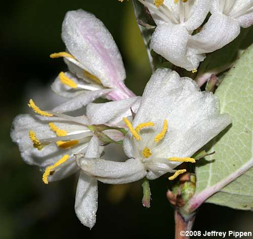 Winter Honeysuckle, Sweet-Breath-Of-Spring (Lonicera fragrantissima)