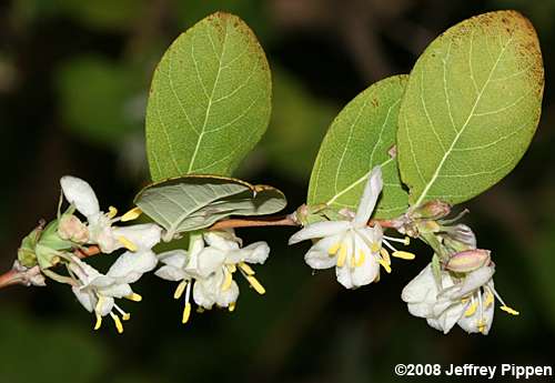 Winter Honeysuckle, Sweet-Breath-Of-Spring (Lonicera fragrantissima)