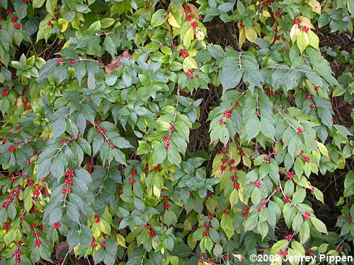 Amur Honeysuckle (Lonicera maackii)