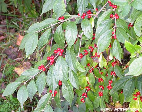 Amur Honeysuckle (Lonicera maackii)