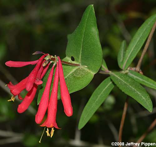 Coral Honeysuckle (Lonicera sempervirens)