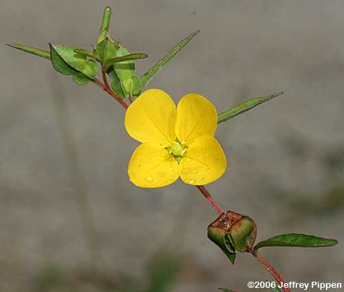 Bushy Seedbox, Rattlebox (Ludwigia alternifolia)