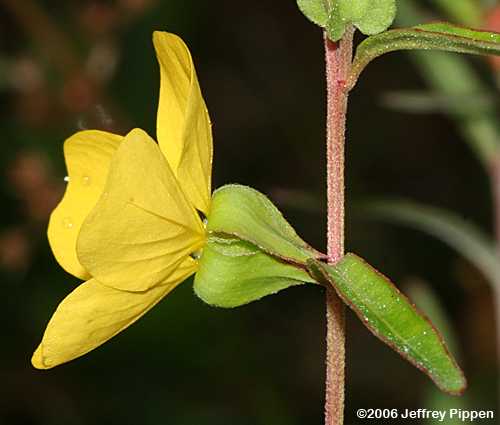 Bushy Seedbox, Rattlebox (Ludwigia alternifolia)