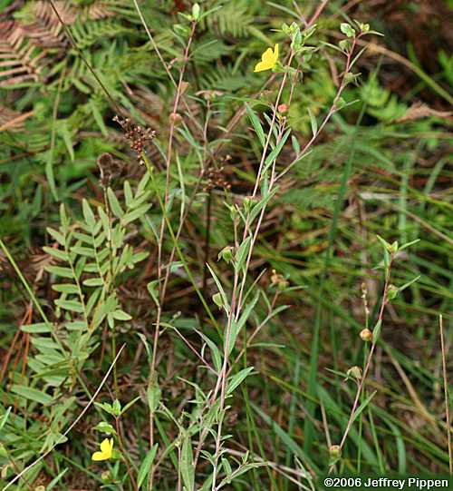 Bushy Seedbox, Rattlebox (Ludwigia alternifolia)
