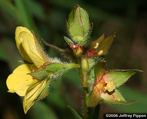 Spindleroot, Rafinesque's Seedbox (Ludwigia hirtella)