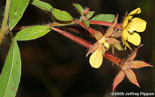 Anglestem Primrose Willow (Ludwigia leptocarpa)