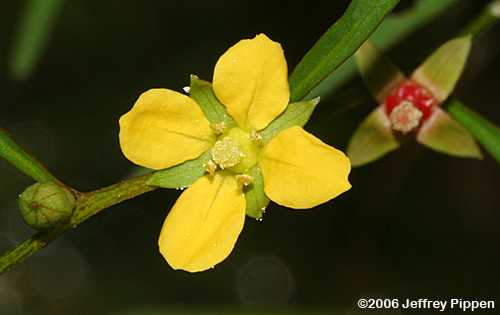 Narrowleaf Seedbox, Narrowleaf Primrose-willow (Ludwigia linearis)
