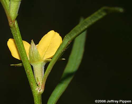 Narrowleaf Seedbox, Narrowleaf Primrose-willow, (Ludwigia linearis)