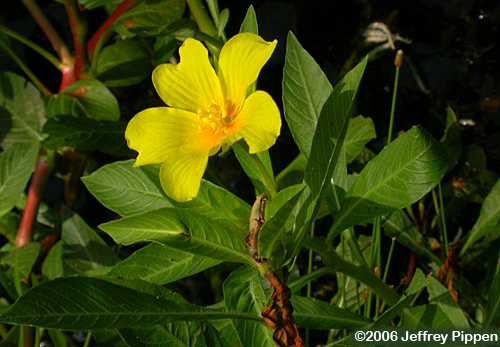 Large-flower Primrose-willow (Ludwigia grandiflora)