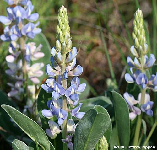 Skyblue Lupine (Lupinus diffusus)