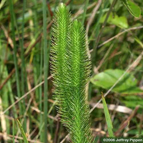 Foxtail Clubmoss (Lycopodiella alopecuroides)