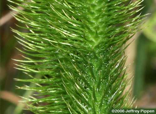 Foxtail Clubmoss (Lycopodiella alopecuroides)