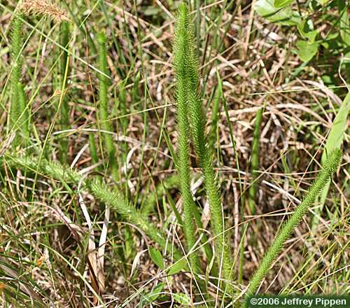 Foxtail Clubmoss (Lycopodiella alopecuroides)