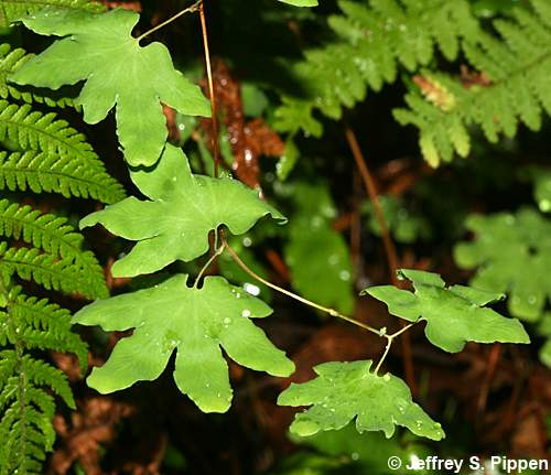 American Climbing Fern (Lygodium palmatum)