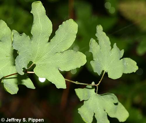 American Climbing Fern (Lygodium palmatum)