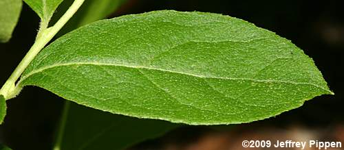 Northern Maleberry, He-Huckleberry (Lyonia ligustrina var. ligustrina)