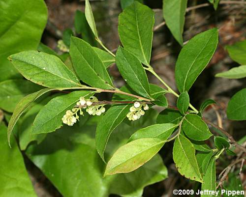 Northern Maleberry, He-Huckleberry (Lyonia ligustrina var. ligustrina)