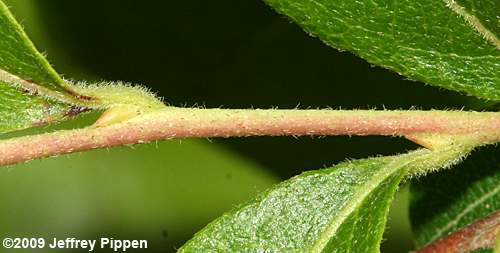 Northern Maleberry, He-Huckleberry (Lyonia ligustrina var. ligustrina)