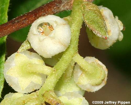 Northern Maleberry, He-Huckleberry (Lyonia ligustrina var. ligustrina)