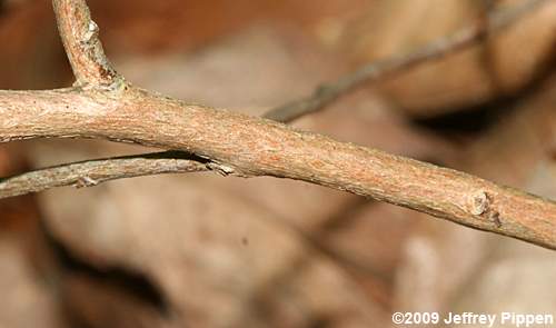 Northern Maleberry, He-Huckleberry (Lyonia ligustrina var. ligustrina)