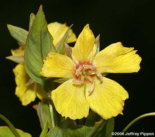 Fringed Loosestrife (Lysimachia ciliata)