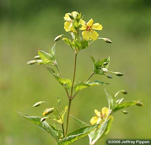 Fringed Loosestrife (Lysimachia ciliata)