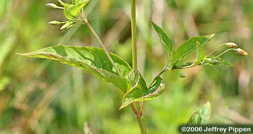 Fringed Loosestrife (Lysimachia ciliata)