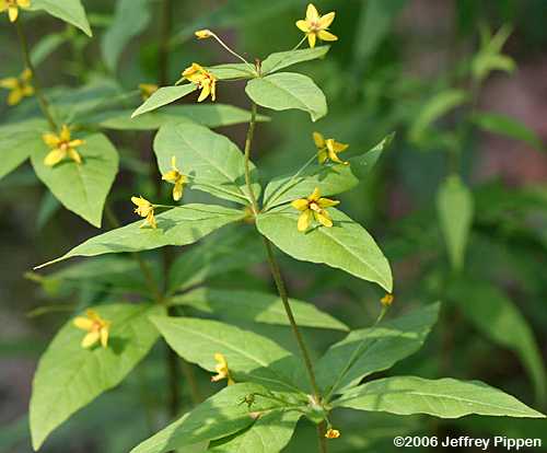 Whorled Loosestrife (Lysimachia quadrifolia)