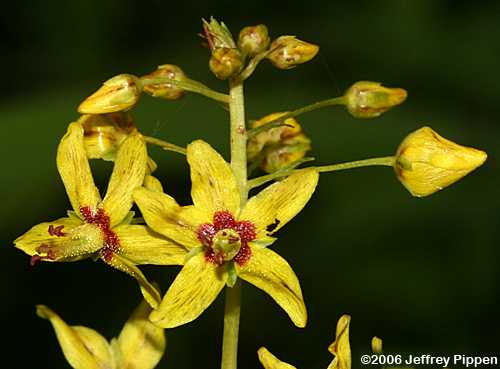 Swamp Candles, Swamp Loosestrife, Yellow Loosestrife, Earth Loosestrife (Lysimachia terrestris)