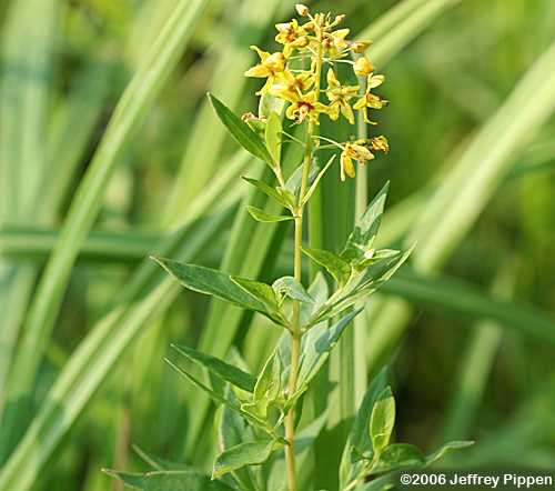 Swamp Candles, Swamp Loosestrife, Yellow Loosestrife, Earth Loosestrife (Lysimachia terrestris)