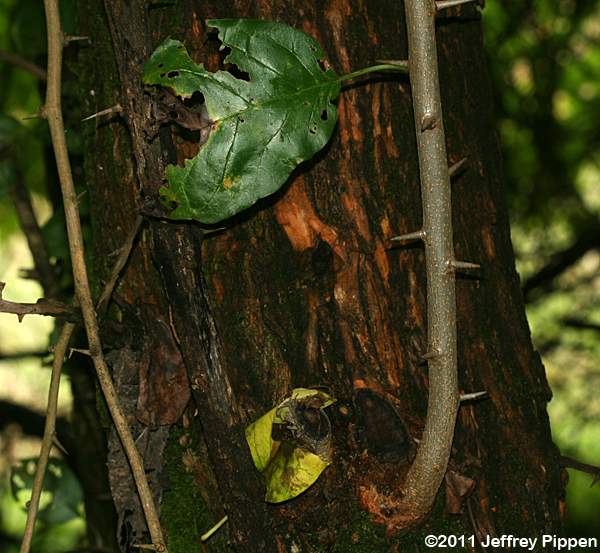 Osage Orange (Maclura pomifera)