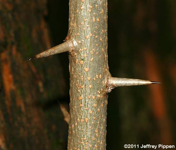 Osage Orange (Maclura pomifera)