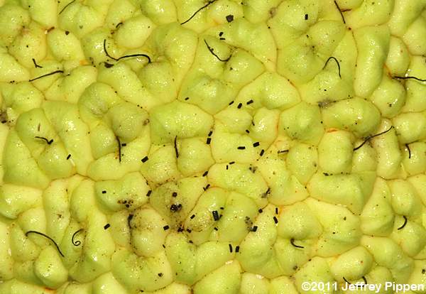 Osage Orange (Maclura pomifera)
