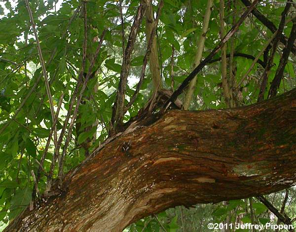 Osage Orange (Maclura pomifera)
