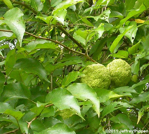 Osage Orange (Maclura pomifera)