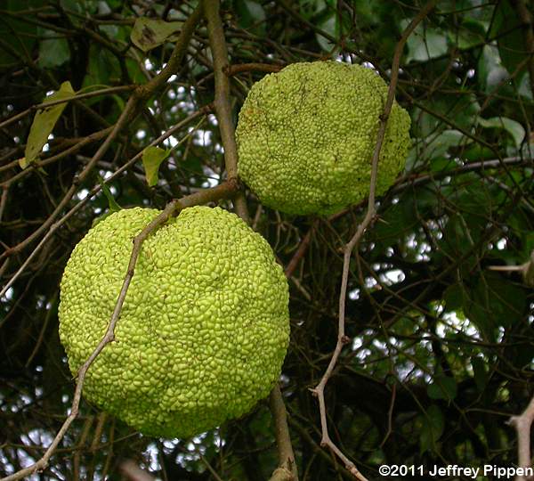 Osage Orange (Maclura pomifera)